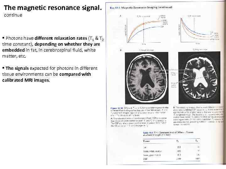 The magnetic resonance signal. continue § Photons have different relaxation rates (T 1 &