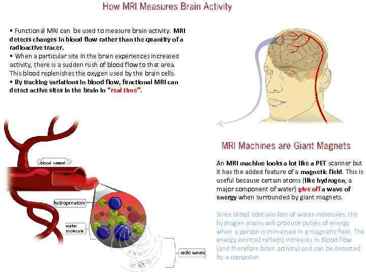 § Functional MRI can be used to measure brain activity. MRI detects changes in