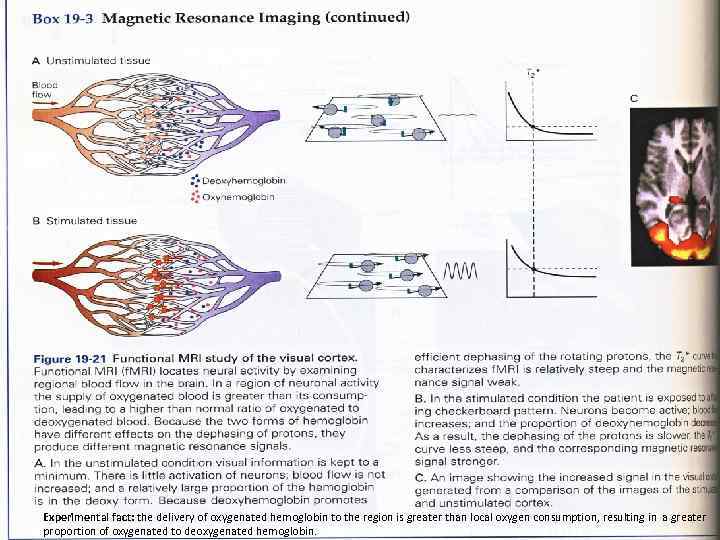 Experimental fact: the delivery of oxygenated hemoglobin to the region is greater than local