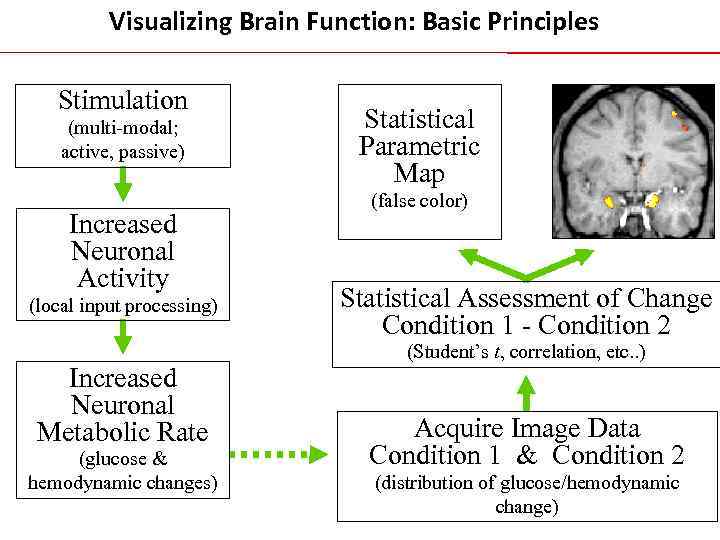 Visualizing Brain Function: Basic Principles Stimulation (multi-modal; active, passive) Increased Neuronal Activity (local input