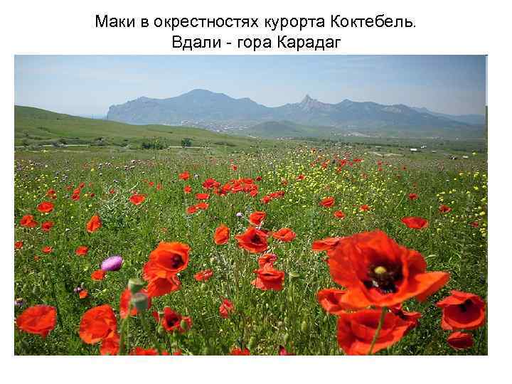 Маки в окрестностях курорта Коктебель. Вдали - гора Карадаг 