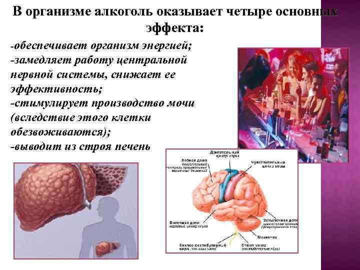 В организме алкоголь оказывает четыре основных эффекта: -обеспечивает организм энергией; -замедляет работу центральной нервной