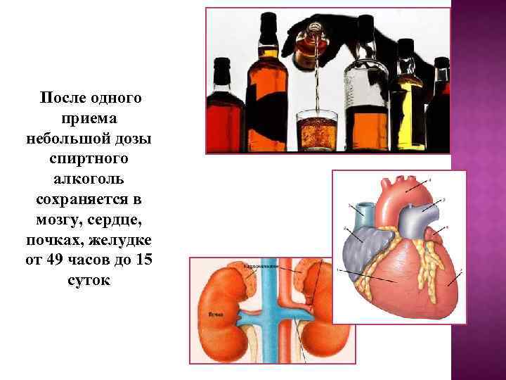 После одного приема небольшой дозы спиртного алкоголь сохраняется в мозгу, сердце, почках, желудке от