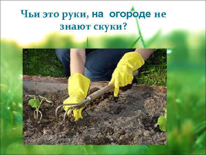 Чьи это руки, на огороде не знают скуки? 