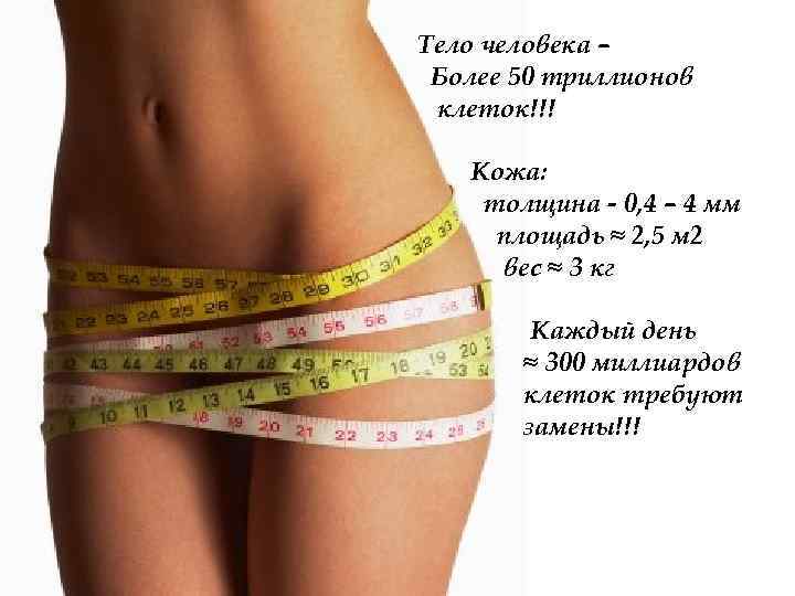 Тело человека – Более 50 триллионов клеток!!! Кожа: толщина - 0, 4 – 4