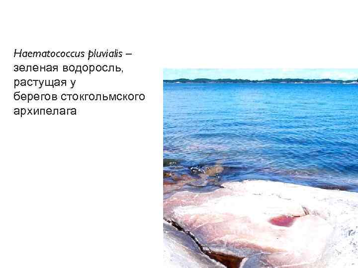 Haematococcus pluvialis – зеленая водоросль, растущая у берегов стокгольмского архипелага 