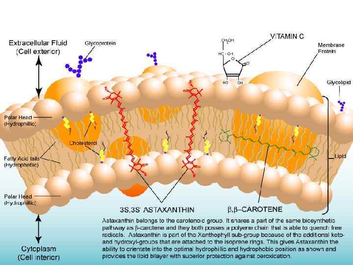 Механизм действия Астаксантина 