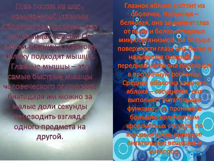 Глаз похож на шар, называемый глазным яблоком; расположен глаз в глазницах черепа. От стенки