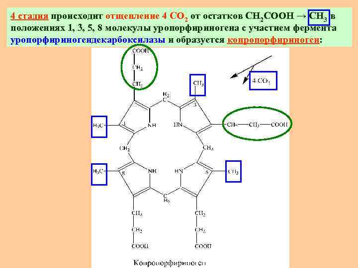4 стадия происходит отщепление 4 СО 2 от остатков СН 2 СООН → СН