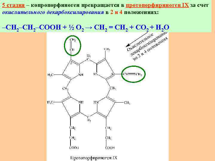 5 стадия – копропорфиноген превращается в протопорфириноген IХ за счет окислительного декарбоксилирования в 2