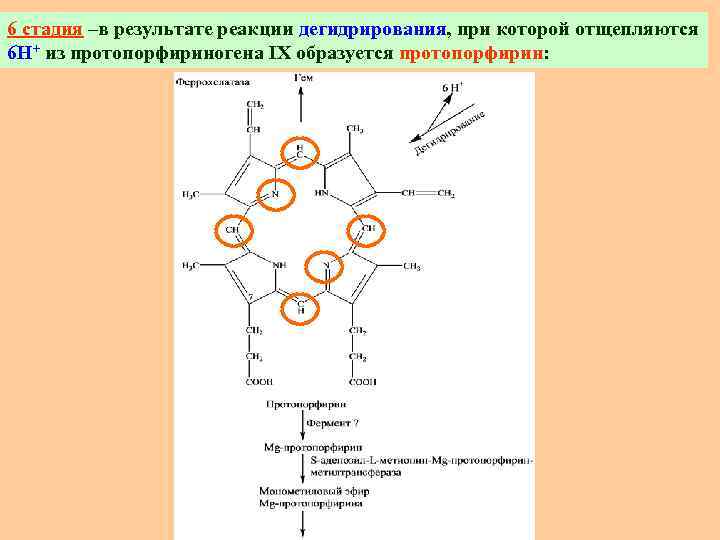 6 стадия –в результате реакции дегидрирования, при которой отщепляются 6 Н+ из протопорфириногена IХ