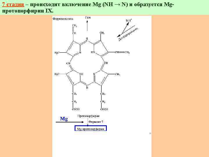 7 стадия – происходит включение Mg (NН → N) и образуется Mgпротопорфирин IХ. Mg