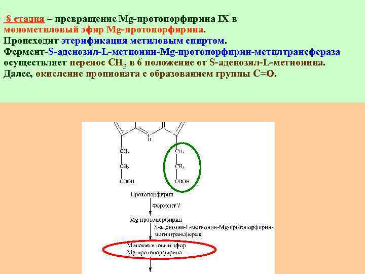  8 стадия – превращение Mg-протопорфирина IХ в монометиловый эфир Mg-протопорфирина. Происходит этерификация метиловым