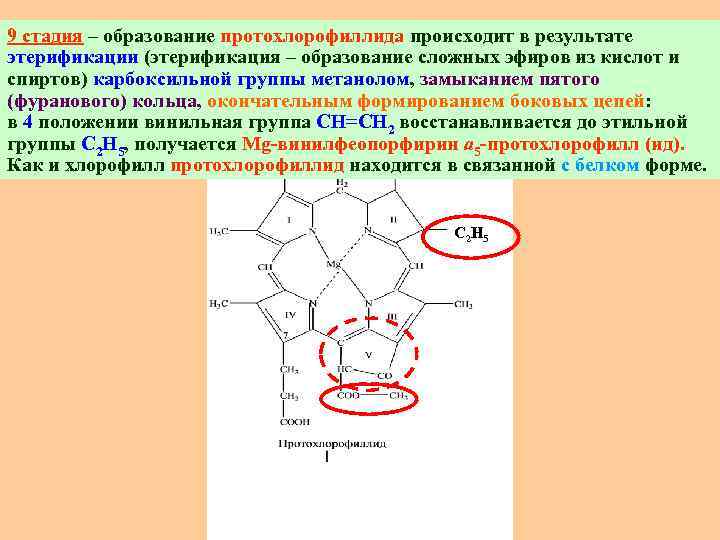 9 стадия – образование протохлорофиллида происходит в результате этерификации (этерификация – образование сложных эфиров