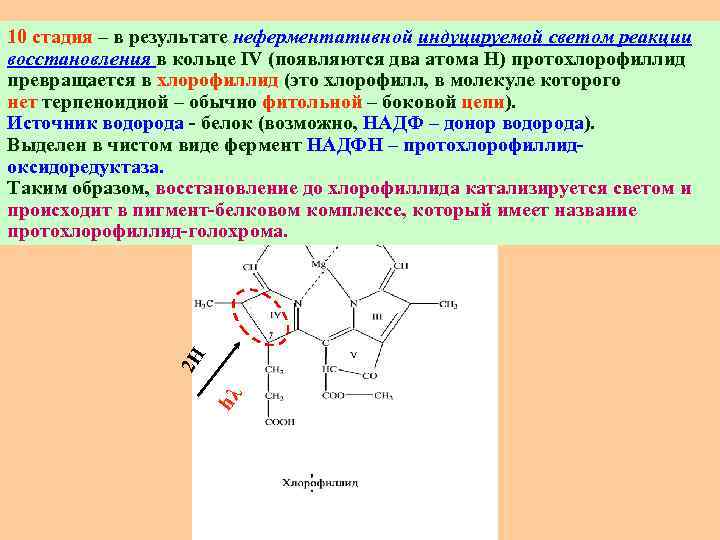 hλ 2 H 10 стадия – в результате неферментативной индуцируемой светом реакции восстановления в