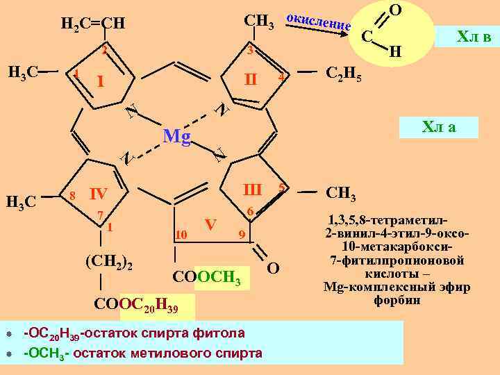 Окисление хлорофилла. Синтез хлорофилла схема. Биосинтез хлорофилла. Основные этапы биосинтеза молекулы хлорофилла. Биосинтт ез хлорофилла.
