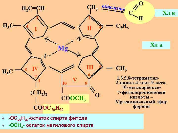 Синтез хлорофилла