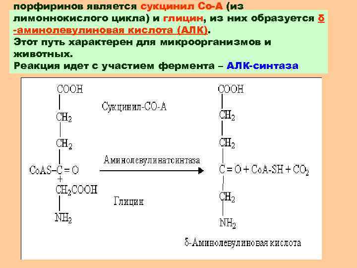 порфиринов является сукцинил Со-А (из лимоннокислого цикла) и глицин, из них образуется δ -аминолевулиновая