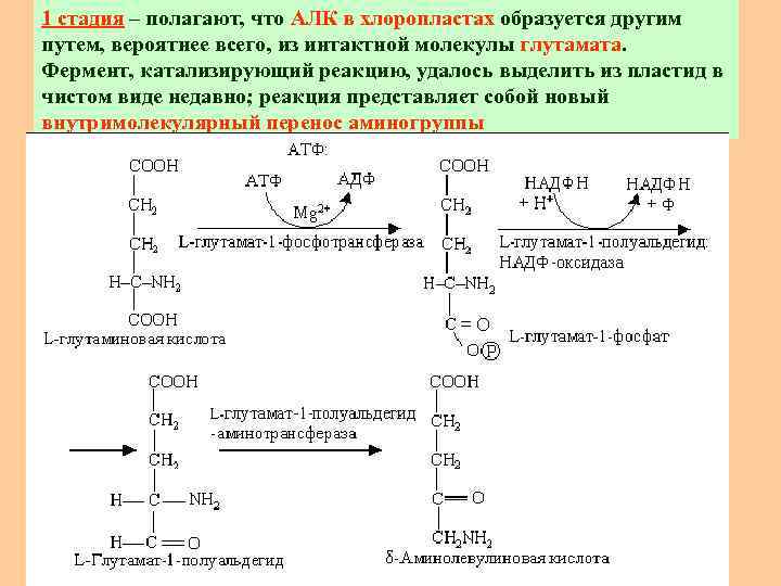 1 стадия – полагают, что АЛК в хлоропластах образуется другим путем, вероятнее всего, из