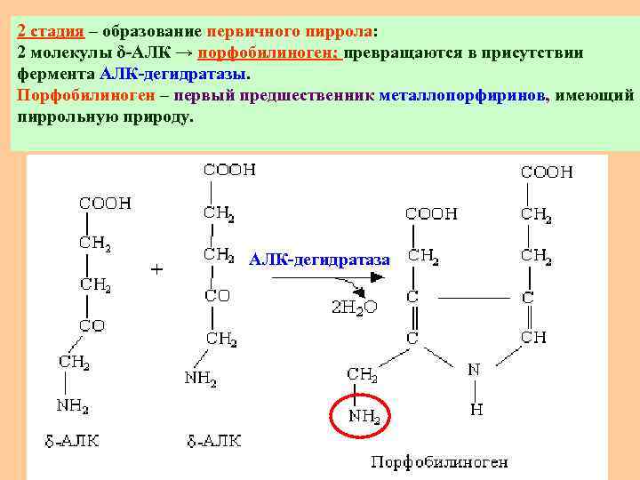 2 стадия – образование первичного пиррола: 2 молекулы δ-АЛК → порфобилиноген; превращаются в присутствии