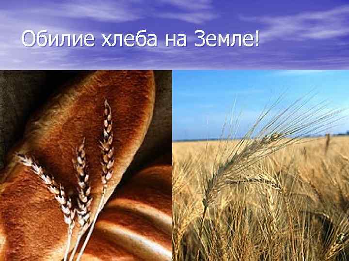 Обилие хлеба на Земле! 