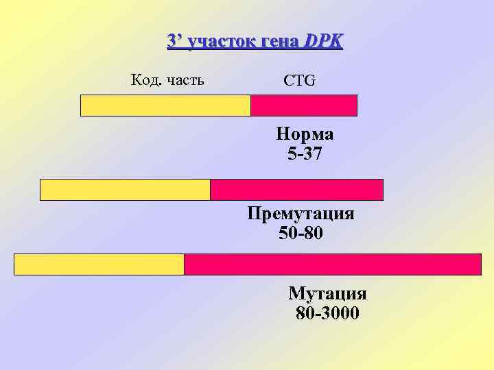 3’ участок гена DPK Код. часть CTG Норма 5 -37 Премутация 50 -80 Мутация