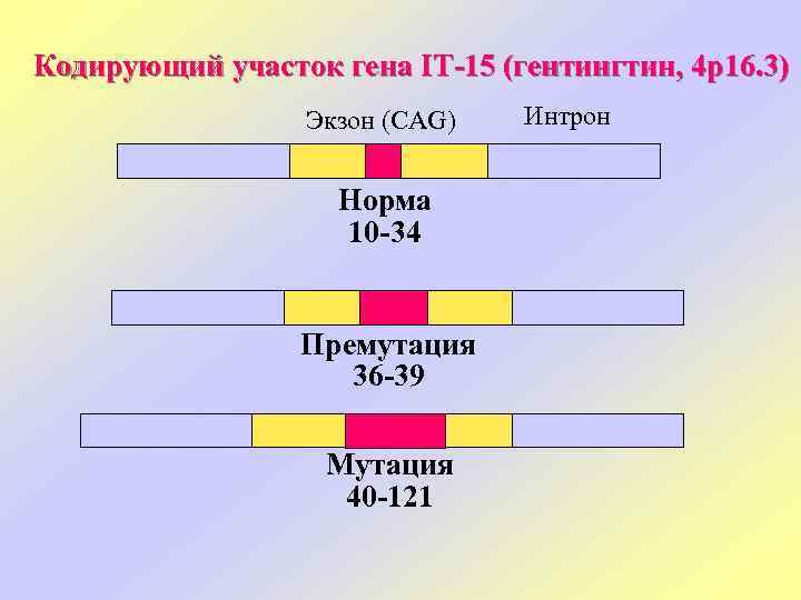 Кодирующий участок гена IT-15 (гентингтин, 4 р16. 3) Экзон (CAG) Норма 10 -34 Премутация