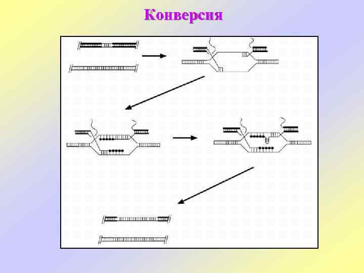 Конверсия 