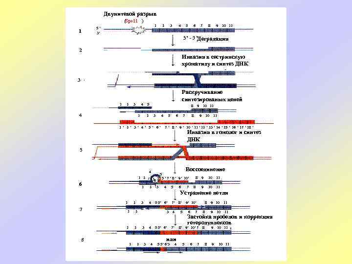 Двунитевой разрыв (Spo 11 ) 1 5’ 3’ 1 2 3 4 5 6
