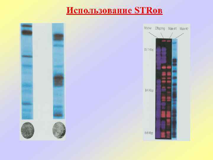 Использование STRов 