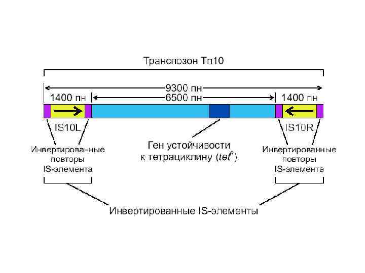 Генетическим рядом является ряд схема которого cu oh 2