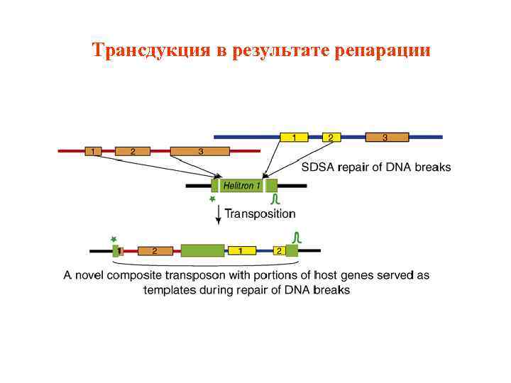 Трансдукция в результате репарации 