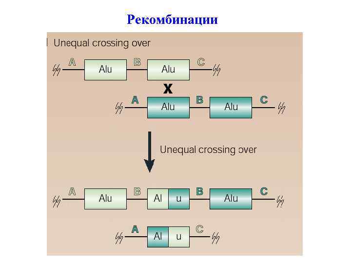 Рекомбинации 