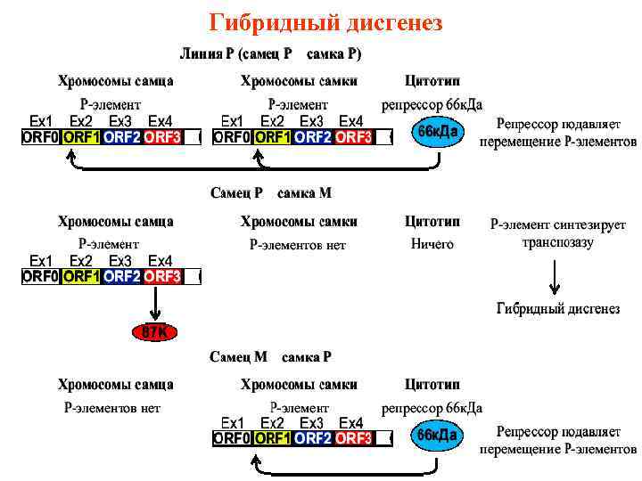 Гибридный дисгенез 