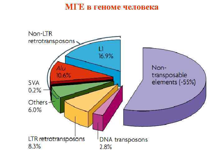 МГЕ в геноме человека 