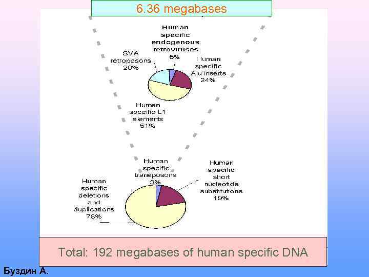 6. 36 megabases Total: 192 megabases of human specific DNA Буздин А. 