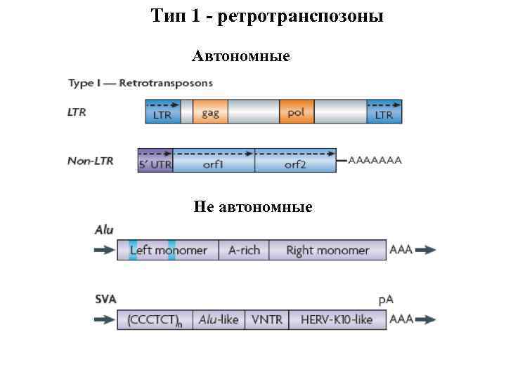 Тип 1 - ретротранспозоны Автономные Не автономные 