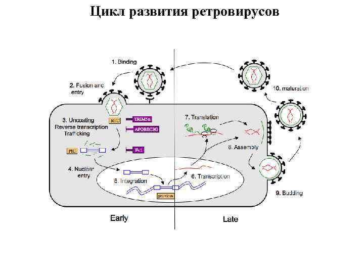 Цикл развития ретровирусов 