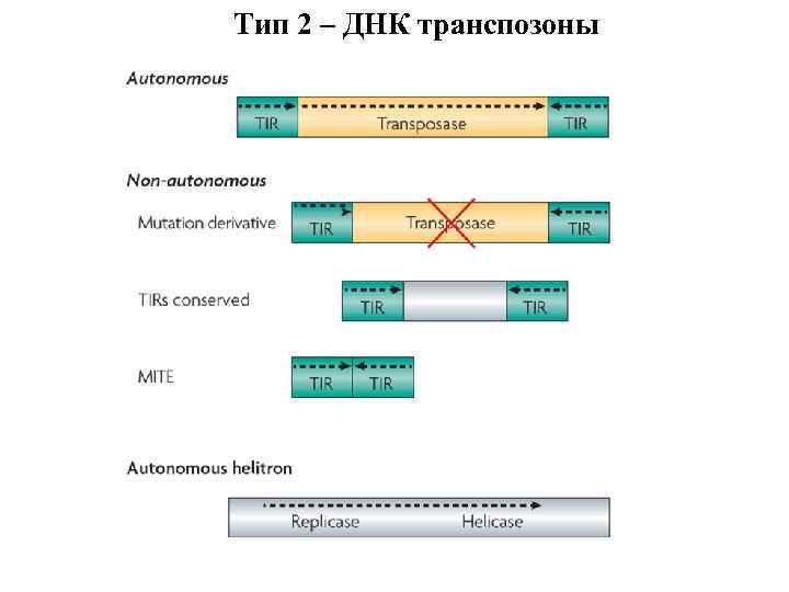 Тип 2 – ДНК транспозоны 