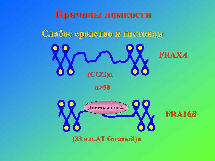 Причины ломкости Слабое сродство к гистонам FRAXA (CGG)n n>50 Дистамицин А (33 н. п.
