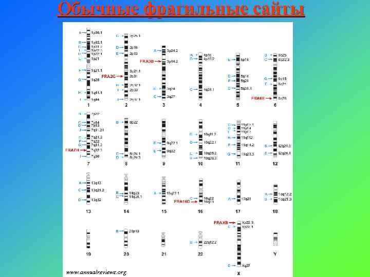 Обычные фрагильные сайты www. annualreviews. org 