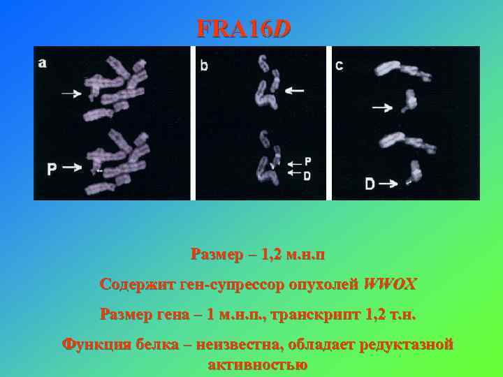 FRA 16 D Размер – 1, 2 м. н. п Содержит ген-cупрессор опухолей WWOX