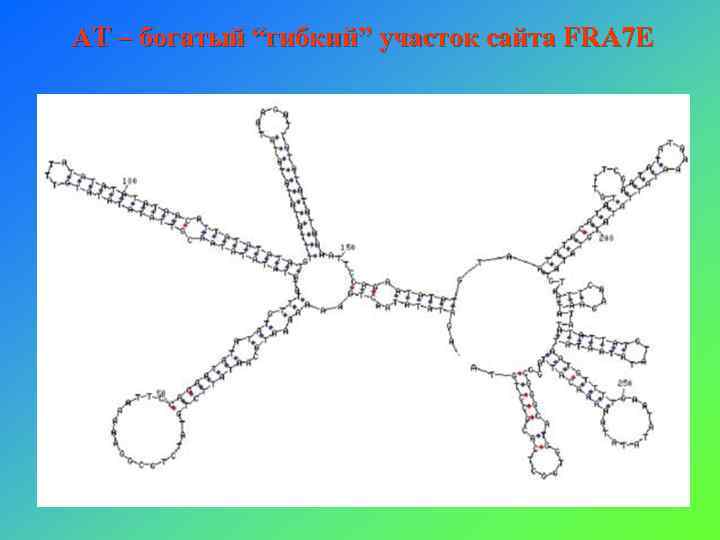 АТ – богатый “гибкий” участок сайта FRA 7 E 