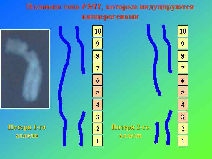 Поломки гена FHIT, которые индуцируются канцерогенами 10 9 9 8 8 7 7 6