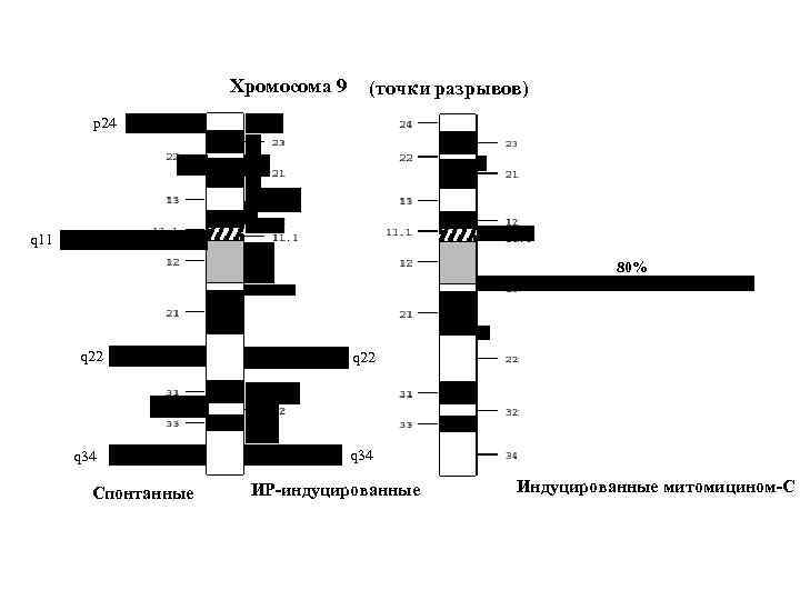 Хромосома 9 (точки разрывов) p 24 q 11 80% q 22 q 34 Спонтанные