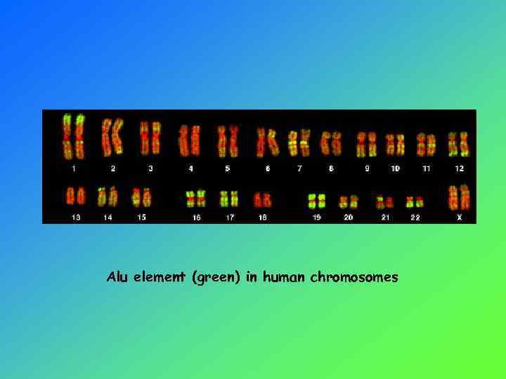 Alu element (green) in human chromosomes 