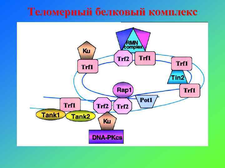 Теломерный белковый комплекс 