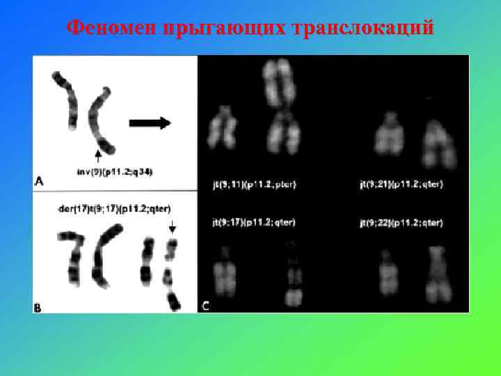 Феномен прыгающих транслокаций 