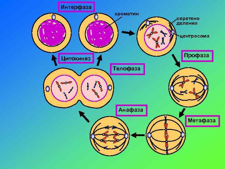 Какой набор в конце интерфазы. Хроматин в интерфазе. Хромосомы в интерфазе. Цитокинез простая схема. Интерфаза митоза.