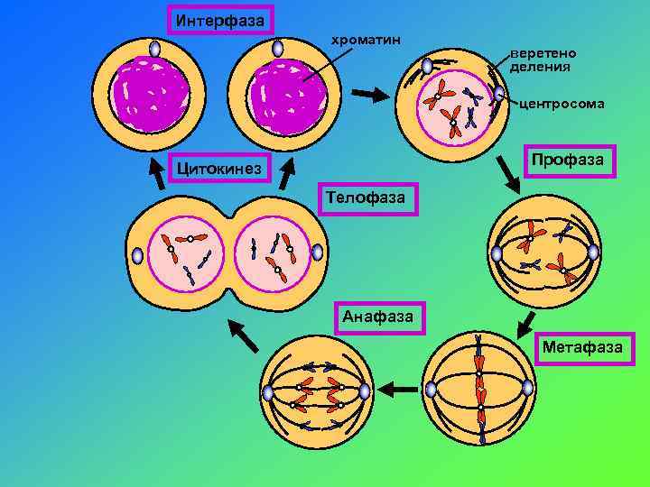 Интерфаза хроматин веретено деления центросома Профаза Цитокинез Телофаза Анафаза Метафаза 